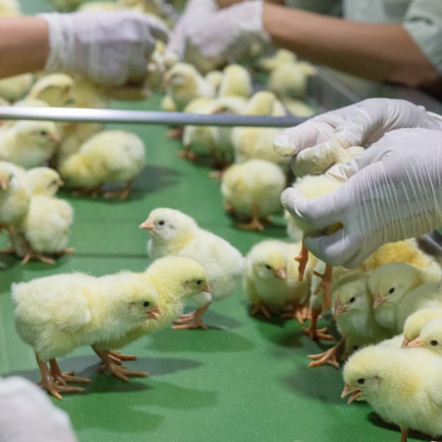 Hatchery